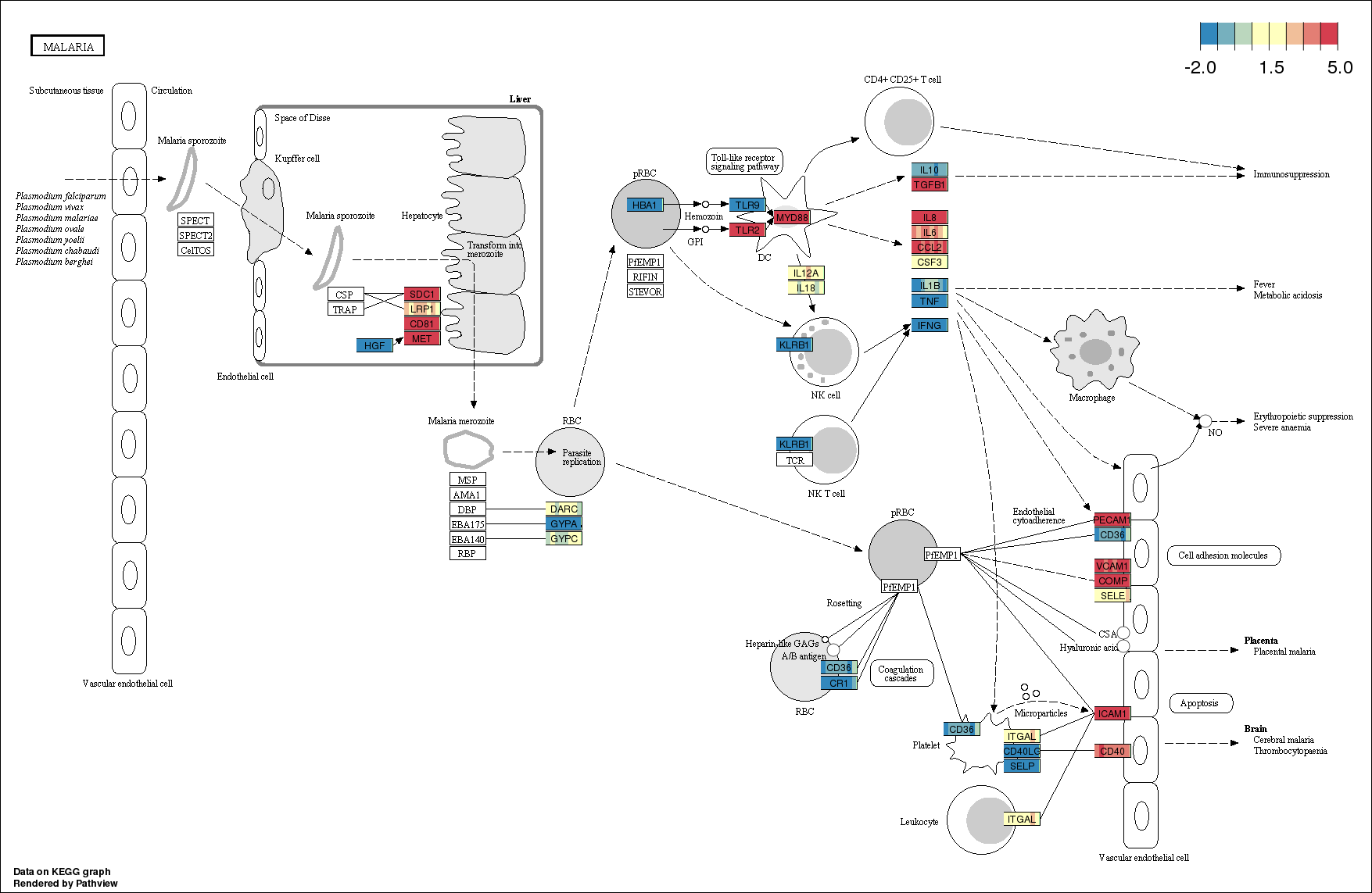 human-blood-brain-barrier-omics